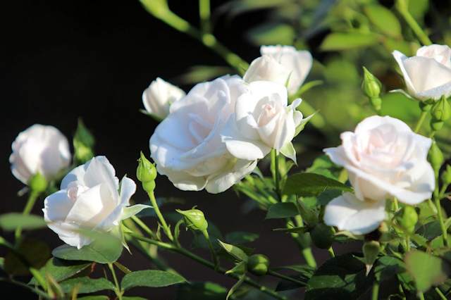 Die Rose 'Aspirin' kann ich für halbschattige Standplätze nur empfehlen. Sie ist robust und blüht unermüdlich vom Mai bis zum ersten Frost. 